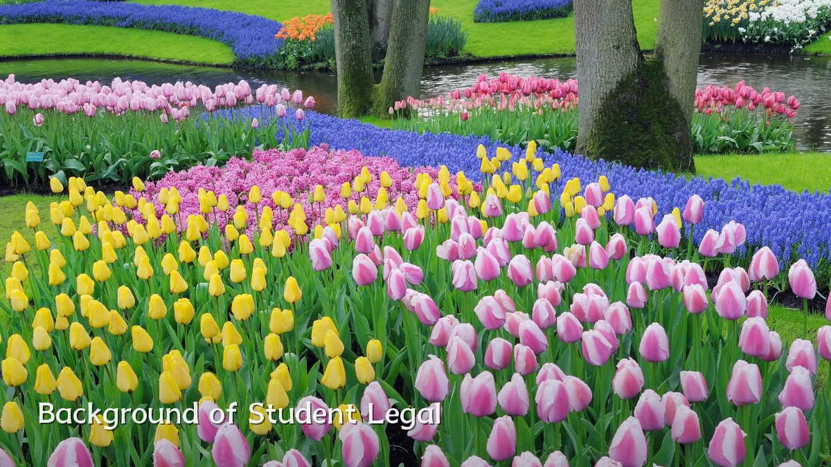 Background of Student Legal